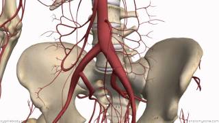 Inferior Mesenteric Artery  Anatomy Tutorial [upl. by Nwonknu]