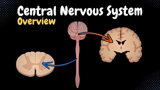 Overview of the CNS Pars Neurons Neuroglia White amp Grey Matter Development  Anatomy [upl. by Neelhsa]