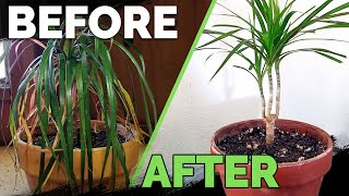 Houseplant Care Bring Your Houseplant Back to Life [upl. by Lleneg]