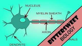 Action Potential Explained  The Neuron [upl. by Attenborough877]