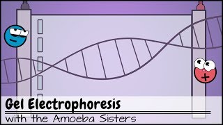 Gel Electrophoresis [upl. by Girardi77]