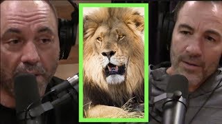 Rogan amp Callen Talk Africa Mosquitoes and Scary Animals [upl. by Ewer]