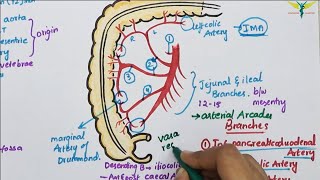 Superior Mesenteric ArterySMA  Course  Divisions  Termination [upl. by Roderick]