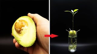 Growing AVOCADO Tree Time Lapse  127 Days [upl. by Maise]