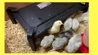 Chicken Heater amp Brooder  A New Heating Plate [upl. by Nwadrebma]