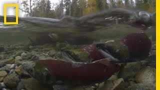 Millions of Salmon Return Home  National Geographic [upl. by Sybil996]