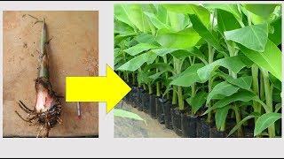 How To Produce 64 PlantainBanana Suckerspeepers From One Parent Sucker [upl. by Nero]