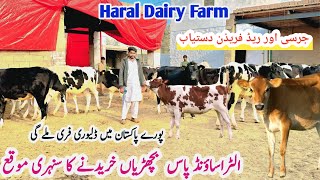 Haral Dairy Farm Top Class Jersey And Red Fresian heifers For Sale Heifers Farm14 January 2025 [upl. by Ludlew521]