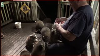 WEDNESDAY AGGRESSIVE RACCOONS [upl. by Weir]