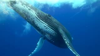 Humpback whales of the South West Pacific in 4K [upl. by Ydde993]