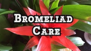 Bromeliad Care Growing Guzmania Bromeliads Indoors in Beautiful Displays [upl. by Boiney]