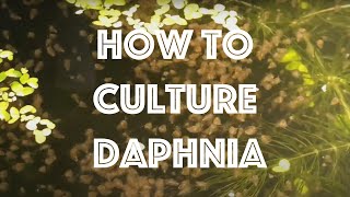 How To Culture Daphnia Magna [upl. by Prisilla]