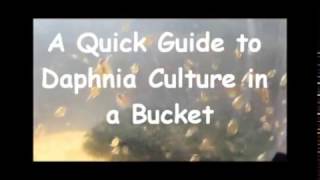 How to culture daphnia outside [upl. by Donahue834]