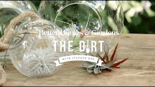 How To Grow and Care For Airplants  The Dirt  Better Homes amp Gardens [upl. by Klusek153]