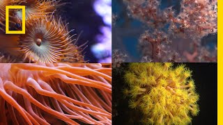 Coral Reefs 101  National Geographic [upl. by Noorah894]