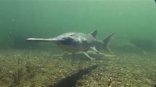 Paddlefish Anatomy of a Living Fossil [upl. by Ehtylb]