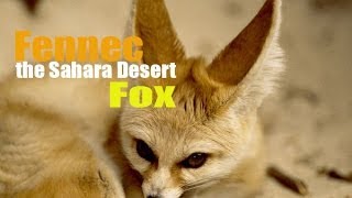 Fennec the Sahara Desert Fox [upl. by Lednahc]