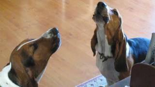 Basset Hounds Singing [upl. by Ahseinad]