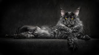 Meet Shane black smoke Maine Coon gentleman [upl. by Mae]