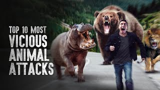 Top 10 Most Vicious Animal Attacks and How to Survive Them [upl. by Froemming]