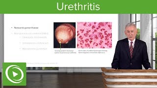 Urethritis Definition amp Pathology – Infectious Diseases  Lecturio [upl. by Raeann]