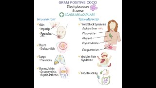 Gram Positive Cocci Overview [upl. by Blythe]