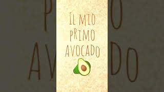 Avocado dal seme alla pianta [upl. by Venetis]