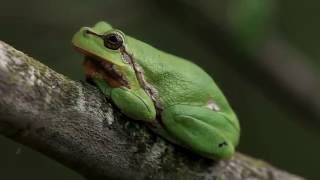 Laubfrosch im Gebüsch u nachts rufend  Tree frog calling at night [upl. by Dlonyer]