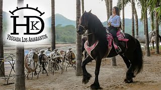 CABALLOS BAILADORES DE YEGUADA LOS AMARANTOS [upl. by Sorgalim]