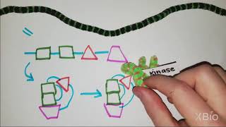 What is Phosphorylation [upl. by Aramois]