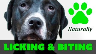 How to STOP your dog from LICKING and BITING PAWS Naturally [upl. by Perceval]