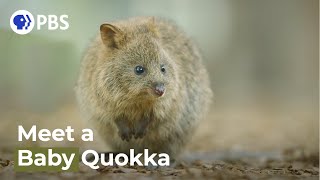 Spy Quokka Meets a Joey [upl. by Assiron671]