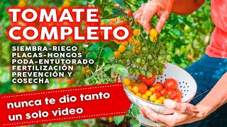 🍅 Como Plantar Tomates COMPLETO Siembra Plagas Hongos Fertilizantes Riego Poda y mucho más [upl. by Adnah]