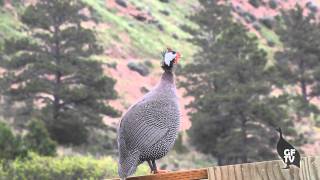 Male Guinea Fowl Sounds amp Calls [upl. by Weidar550]