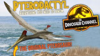 What Was The Pterodactyl  The Dinosaur Channel [upl. by Yusuk]