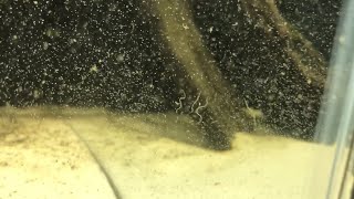 White Worms In Your Aquarium Everything You Need to Know About Detritus Worms  DIY Reptiles [upl. by Sirtimid]