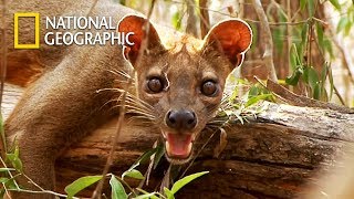 Fossa Madagascars Top Predator but Endangered Species｜National Geographic [upl. by Ahsinrats524]