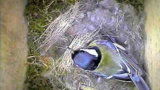 Garden Bird Parus Major Nest Building [upl. by Emory]