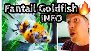 Fantail Goldfish Care amp Tank Setup [upl. by Araic174]