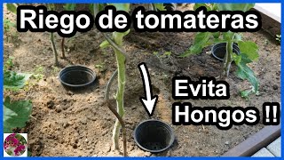 COMO REGAR las TOMATERAS🍅 evita HONGOS☠️ como el MILDIU [upl. by Ellenid]