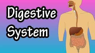 What Is The Digestive System  How The Digestive System Works  Digestive System Function [upl. by Nereus861]