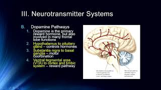 Cog Neuro  Lecture 6 Neurotransmitter Systems [upl. by Mcallister649]