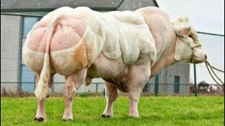 Belgian Blue bulls [upl. by Dlanger]