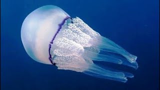 Facts The Barrel Jellyfish [upl. by Stefanac]