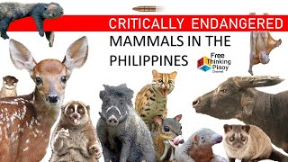 20 KAKAIBANG MAMMALS SA PILIPINAS  RARE LAND MAMMALS IN PHILIPPINES [upl. by Saleme]