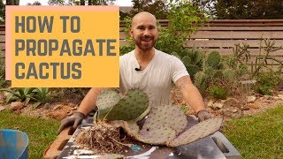 How To Propagate Cactus 🌵 Colorful Gardener [upl. by Okier]