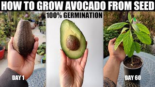 How to Grow Avocado From Seed  100 GERMINATION [upl. by Naehgem949]