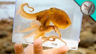 Incredible Octopus Catch [upl. by Kathleen]