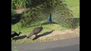 Peacock Mating 6 [upl. by Nylzor770]