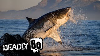 Great White Shark Attacks Decoy Seal  Deadly 60  BBC Earth Kids [upl. by Laundes399]